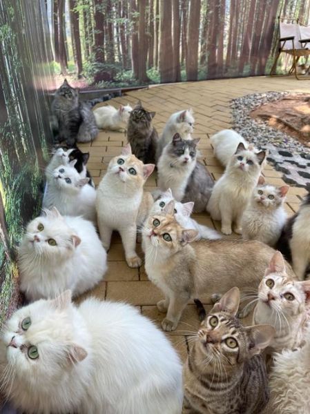 梦到很多猫是什么意思_梦见一群猫预示着什么