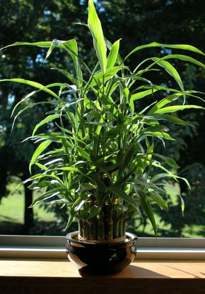 养花风水禁忌_属相适合养什么花