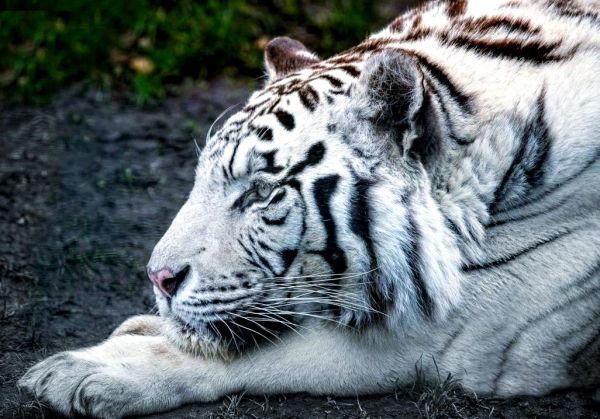 梦到骑老虎是什么意思_梦见骑老虎的吉凶预兆