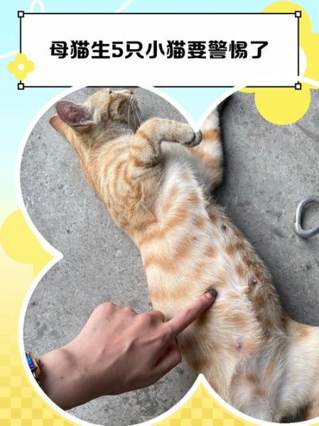 梦到猫下猫是什么意思_孕妇梦见猫生小猫预示什么