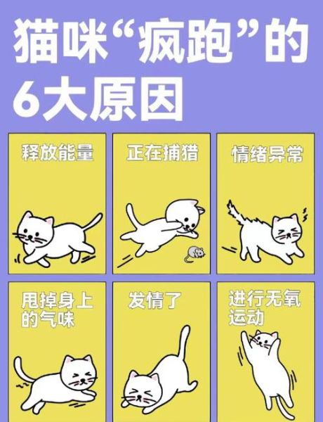 梦到猫跑了是什么意思_如何化解