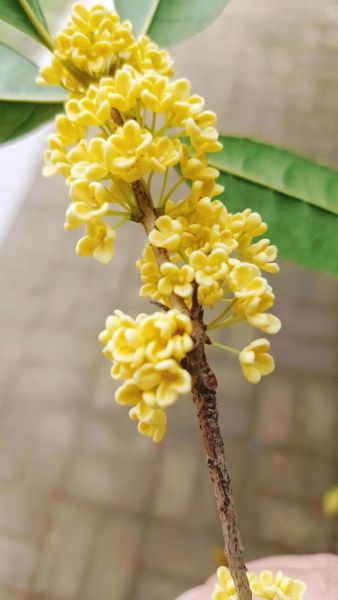 梦见桂花财运好吗_梦到桂花预示什么