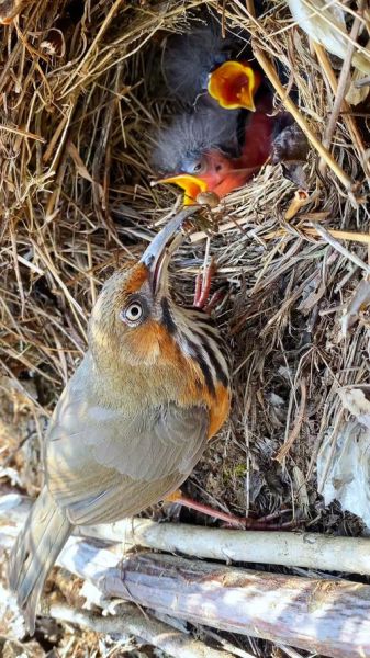 梦到喂小鸟是什么意思_梦见喂小鸟预示什么