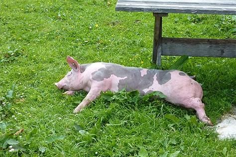 梦到白猪生儿子_周公解梦准吗