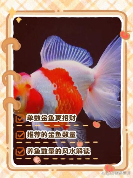 什么金鱼主财运_养几条最招财