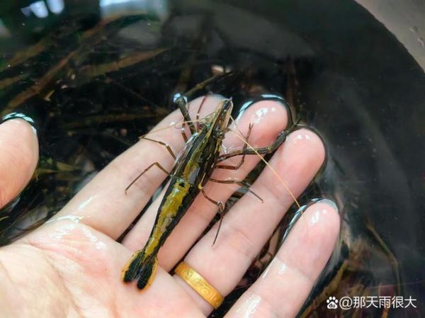 梦到河虾是什么意思_梦见河虾预示什么