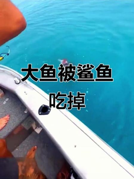 梦到被鲨鱼吃了_是什么意思