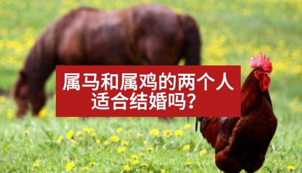 属鸡和属马的婚姻怎么样_属鸡与属马能过一辈子吗
