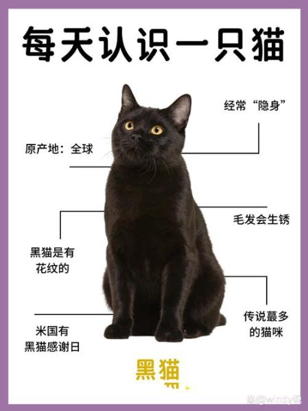 孕妇梦到黑猫是什么意思_孕期梦见黑猫预示什么