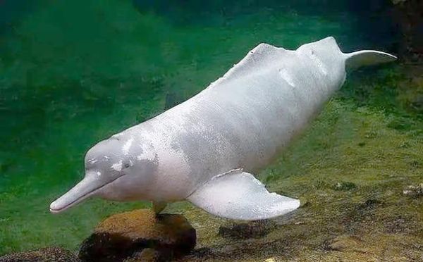 怀孕梦到海豚什么意思_孕妇梦见海豚预示什么