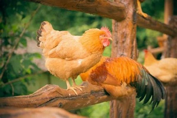 虎鸡属相配吗_虎鸡婚姻合不合