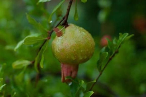 梦到大石榴是什么意思_孕妇梦见石榴预示什么