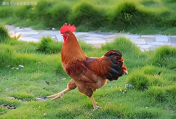 属鸡2017年9月运势如何_属鸡人九月财运旺不旺