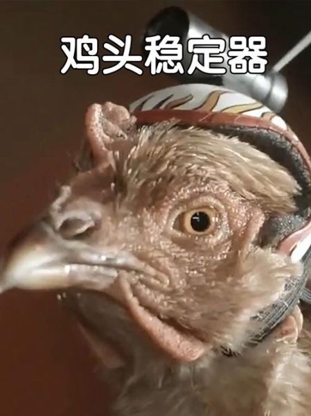 梦到鸡头掉了_是什么预兆