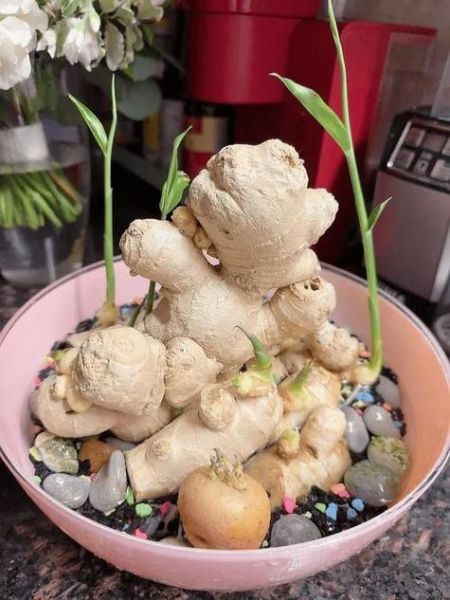 梦到生姜是什么意思_梦见生姜代表什么