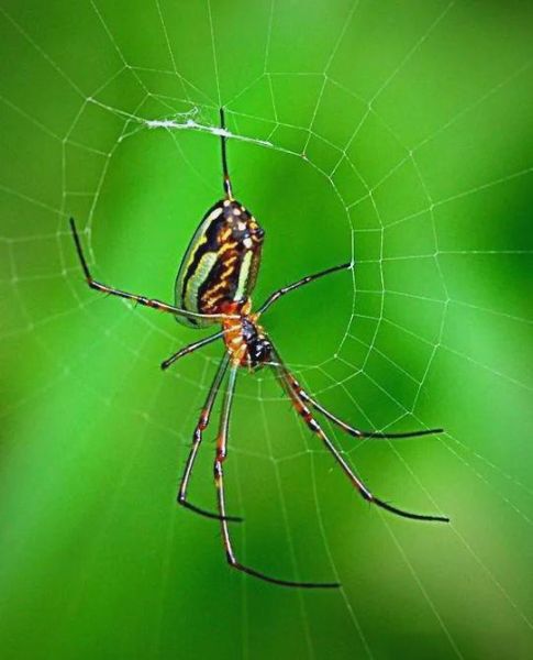 梦到好多蜘蛛是什么意思_如何化解