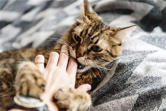 梦到趴着写作_代表什么含义