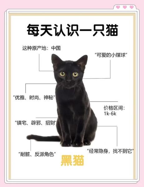 梦到小黑猫是什么意思_梦到小黑猫预示什么