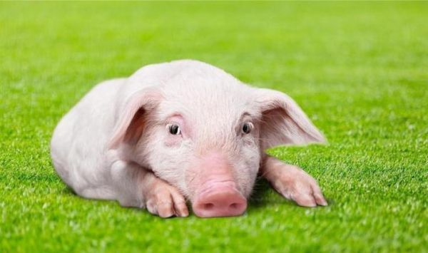 梦到猪进家是什么意思_梦到猪进家好不好