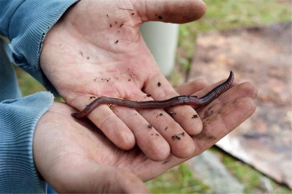 梦到蚯蚓预示着什么_梦见蚯蚓是什么意思