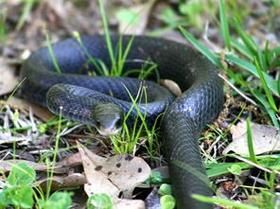 梦到黑蟒蛇是什么意思_黑蟒蛇梦境预示什么