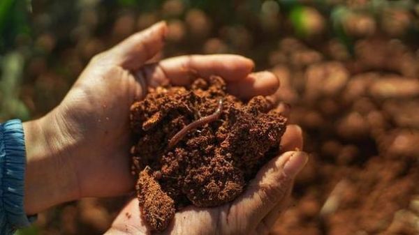 梦到蚯蚓满地爬是什么意思_如何化解