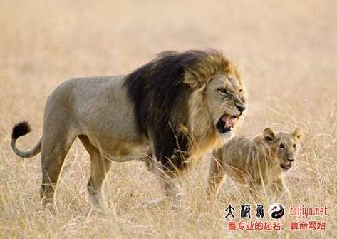 梦到狮子是什么意思_梦见狮子攻击我预示什么