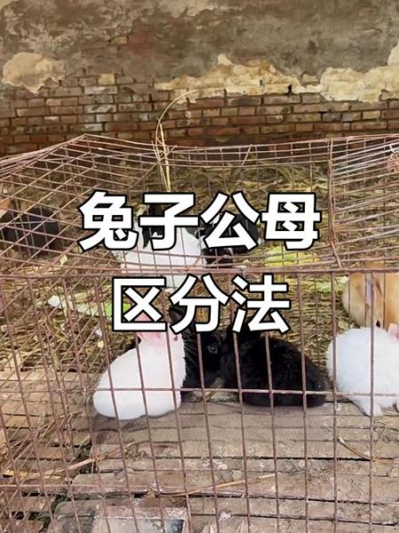 真兔假兔怎么区分_属兔本命年真假兔辨别