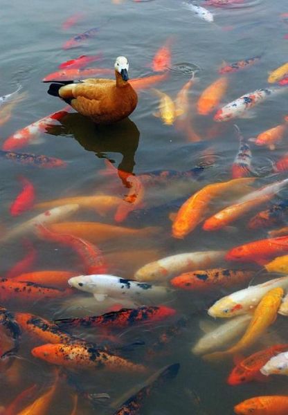 已婚女人梦到好多鱼_预示着什么