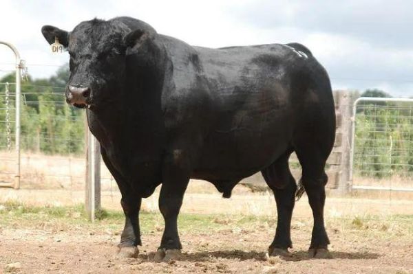 梦到黑色牛是什么意思_梦见黑牛好不好