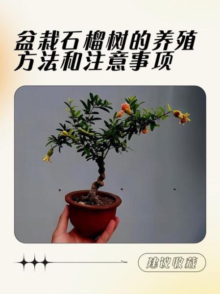 石榴木命偏财运如何_石榴木命如何提升偏财运
