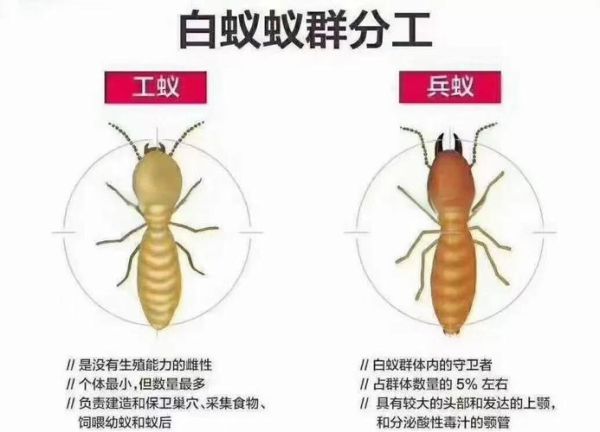 梦到白蚂蚁是什么意思_白蚂蚁爬身上预示什么