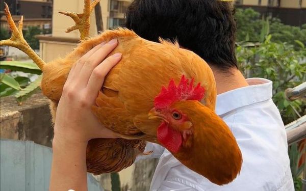 梦到抓鸡吃是什么意思_梦见抓鸡吃好不好