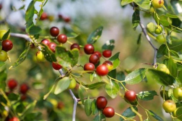 梦到捡酸枣是什么意思_酸枣梦境解析