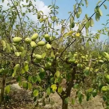 梦到木瓜树是什么意思_木瓜树梦境解析