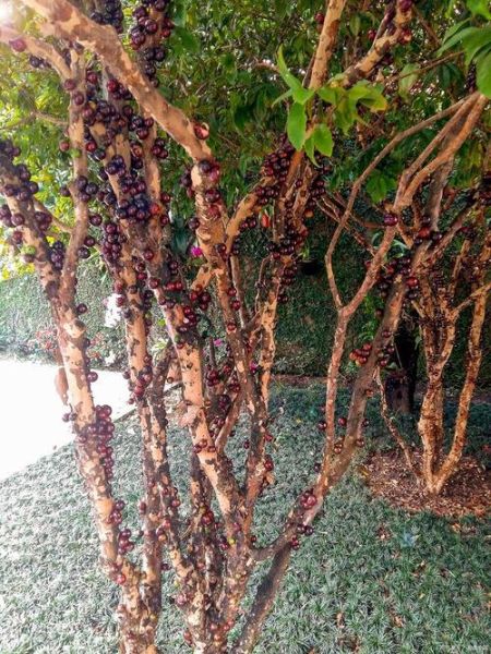 孕妇梦到葡萄树是什么意思_孕妇梦见葡萄树生男生女