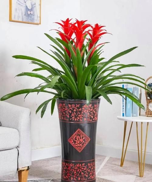 什么植物招财_家里放什么植物旺财