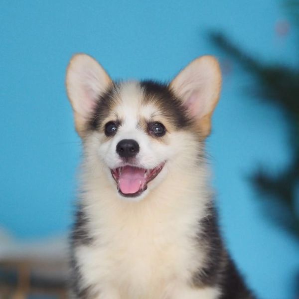 梦到柯基是什么意思_梦见柯基犬的吉凶预兆