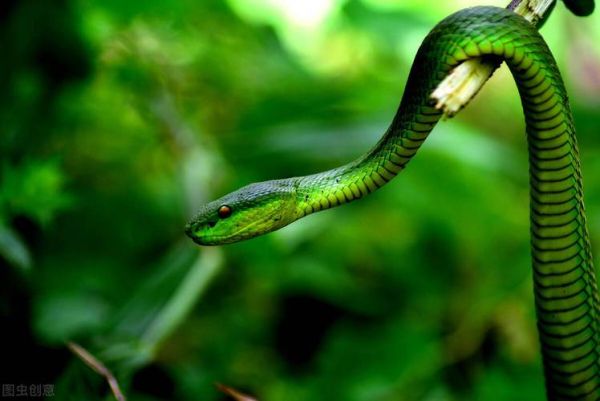 梦到绿色蟒蛇是什么意思_绿色蟒蛇梦境解析