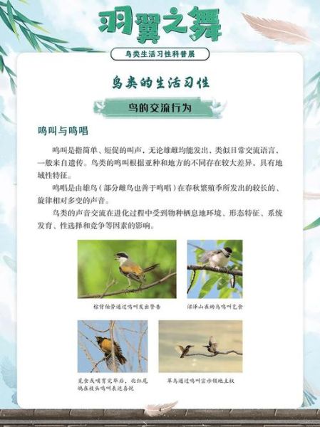 梦到被鸟踢是什么意思_被鸟踢的梦境解析