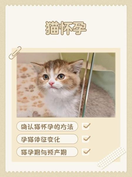 孕妇梦到大猫是什么意思_孕妇梦见大猫生男生女