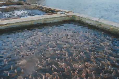 梦到鱼群是什么意思_梦见很多鱼代表什么