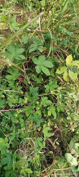 梦到禾苗是什么意思_禾苗梦境解析