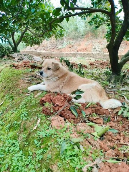 自来狗财运_自来狗会带来好运吗
