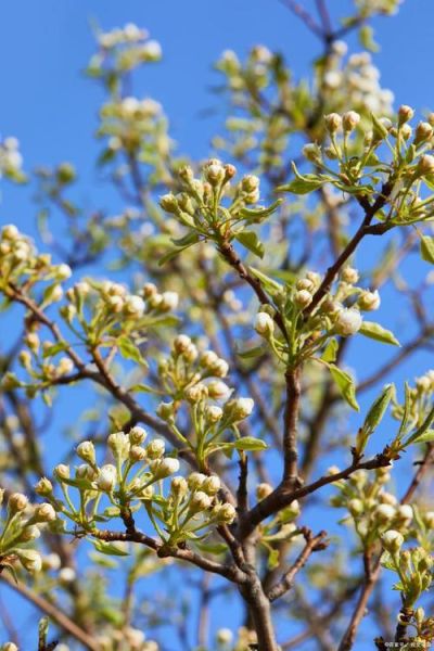 梦到枣树开花是什么意思_枣树开花预示什么