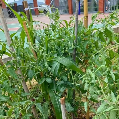 梦见菜地是什么意思_梦到菜地预示着什么