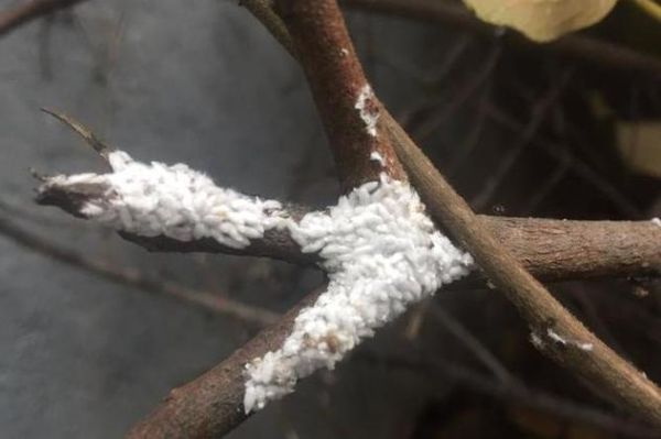 梦到白色虫子是什么预兆_白色虫子梦境解析