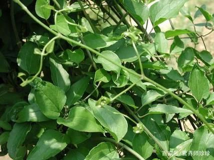 梦到手臂长植物拔掉了_意味着什么