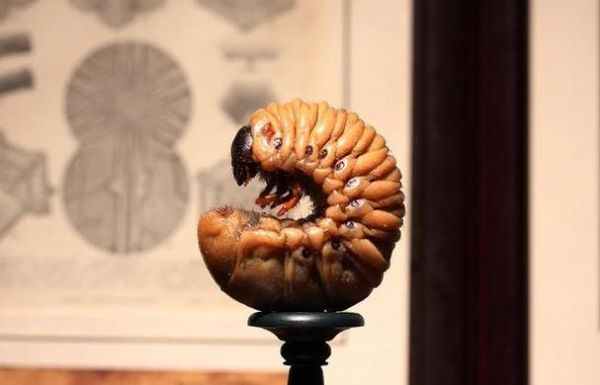 梦到蛆是什么意思_梦见蛆虫的预兆