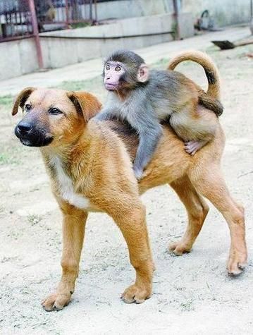 猴属相和狗属相最配对吗_猴狗婚配好不好